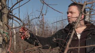 Rezidba Jabuke Greni Smit