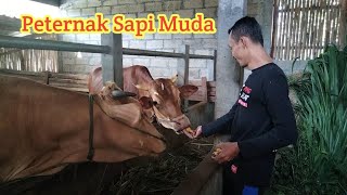 Story Wa Peternak Sapi Muda