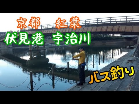 伏見港 宇治川 京都バス釣り 地元思い出の場所でのバス釣り Youtube
