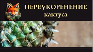 ПЕРЕУКОРЕНЕНИЕ кактуса