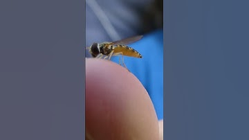 Is This a Sweat Bee? #sweatbee #fly #hoverfly