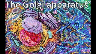 The Golgi apparatus: From structure to function