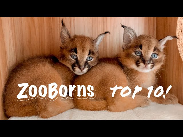 Capybara - ZooBorns