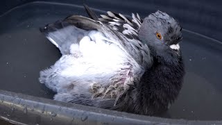 Cute Pet Pigeon Loves Taking A Bath, Then Flies To My Arm