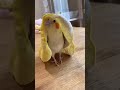 https://pin.it/7EGWFDnbx cute parrot 🦜🦜🦜🦜🐦🐦🐦🐦🐦 🤗🤗🤗🤗😍😍#parrrot