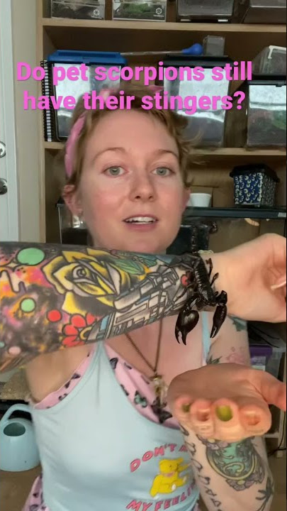 Do pet scorpions still have their stingers? #scorpions #pets #animals