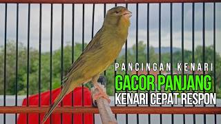 Terapi Ampuh Pulihkan Suara Kenari Langsung Gacor Pancingan Kenari Ngerol Panjang Paling Dicari