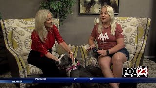 Adopt a Survivor: Meet Sweetie