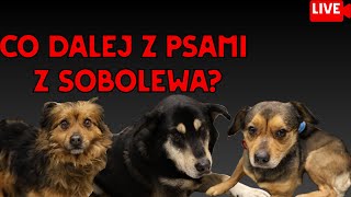 Co dalej z psami ze schroniska Happy Dog? Live #Dioz #info #help 