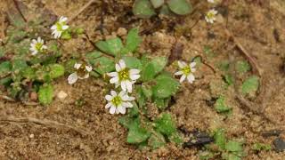 Веснянка весенняя (Erophila verna) -растение эфемер!