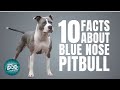 10 Facts About Blue Nose Pitbull |  Dogs 101 - Blue Nose Pitbull