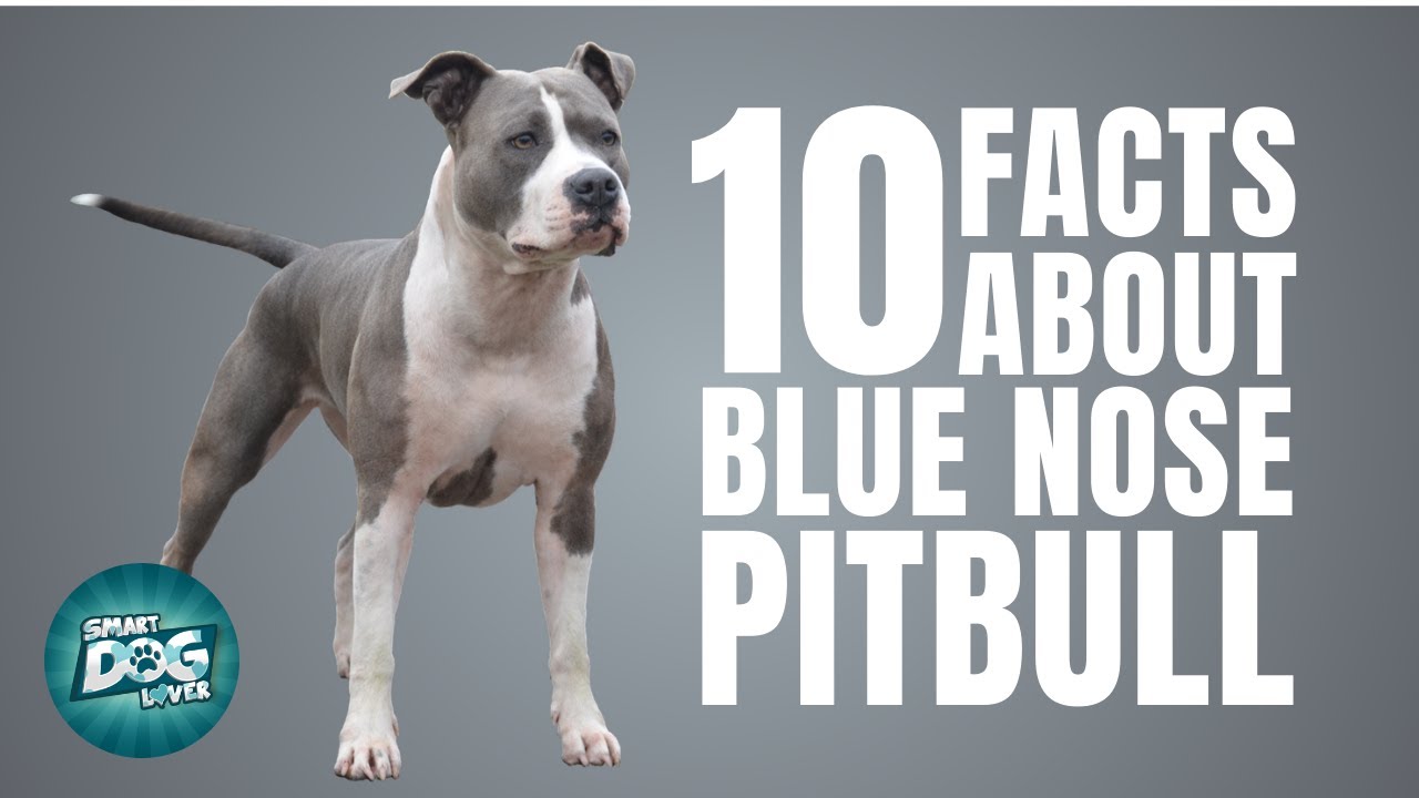 Facts About Blue Nose Pitbull Dog Breed  