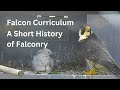 Falcon Curriculum: A Short History of Falconry with Chris Davis, New England Falconry