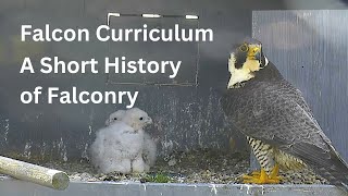 Falcon Curriculum: A Short History of Falconry with Chris Davis, New England Falconry