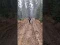 Осенняя тайга. Первый снег оьшельник #дмитрийяков #survival #рыбалка #hunting #wood #охота #медведь