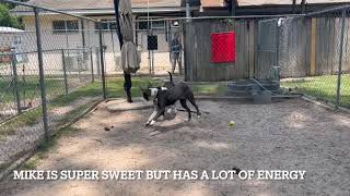 Meet Mike A Terrier American Pit Bull Currently Available For Adoption 5112023 75157 Pm