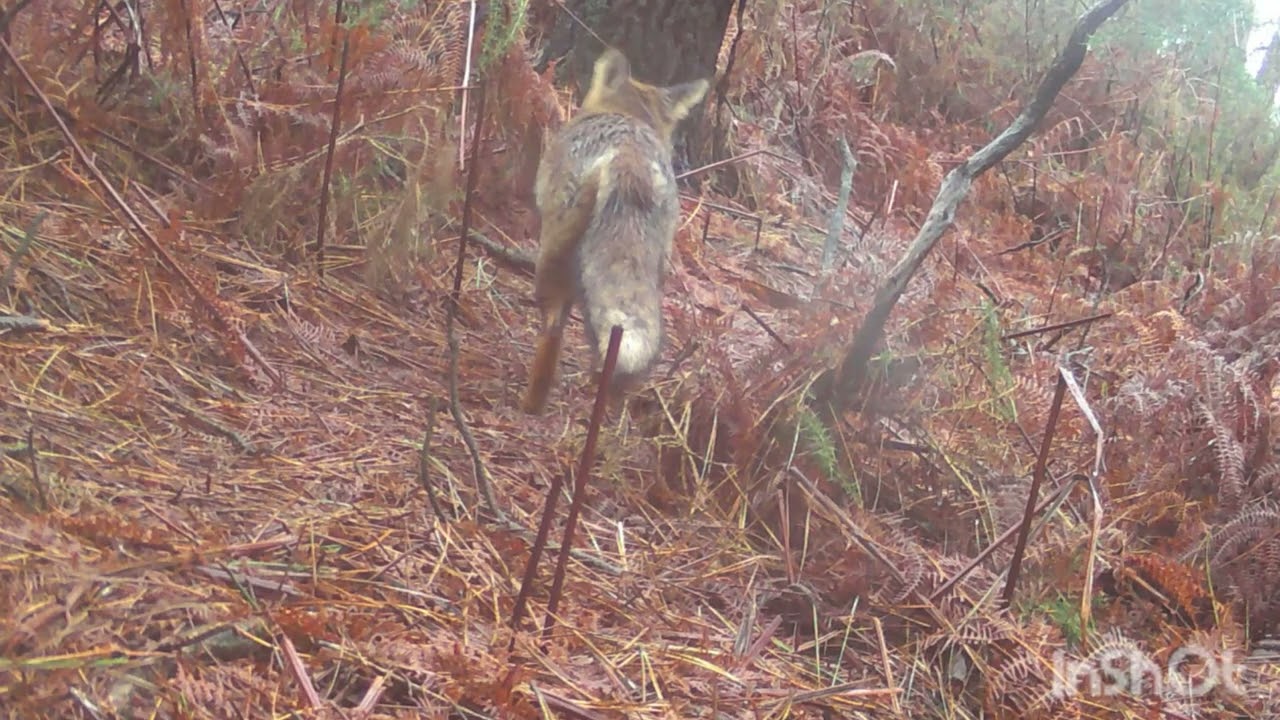 lobo ibérico descubre cámara fototrampeo galicia