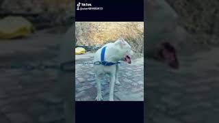 Gujjar dog -