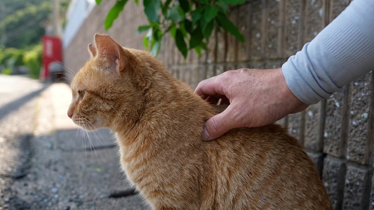 道端で出会った茶トラ猫、優しく撫でたら嬉しそうに甘えてきた