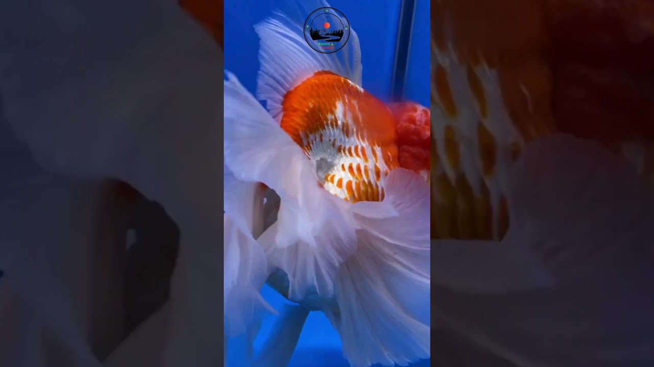 "Goldfish: The Hidden Heroes of Aquatic Balance 🐟💫 