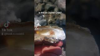 Oyster Crab? #oyster #crab #fish #fishing #viral #youtubeshorts #crabs
