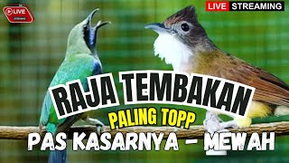Download Lagu MASTERAN FULL KASARAN!! KOMBINASI CUNGKOK - SIRI-SIRI DAN KETEM FULL BESETAN  - PUTAR SEKARANG JUGA MP3