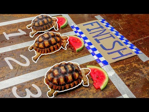 Turtle Racing to get Watermelon Champion - Tortoises love Watermelon