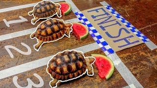 Turtle Racing to get Watermelon Champion - Tortoises love Watermelon Wealth