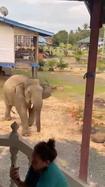Gajah Masuk Kampung