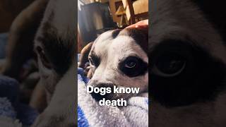 #dogshorts mourning dog