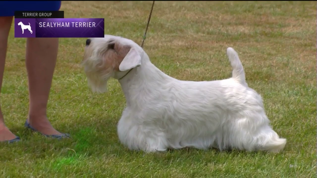 Sealyham Terriers Breed Judging 2022 YouTube