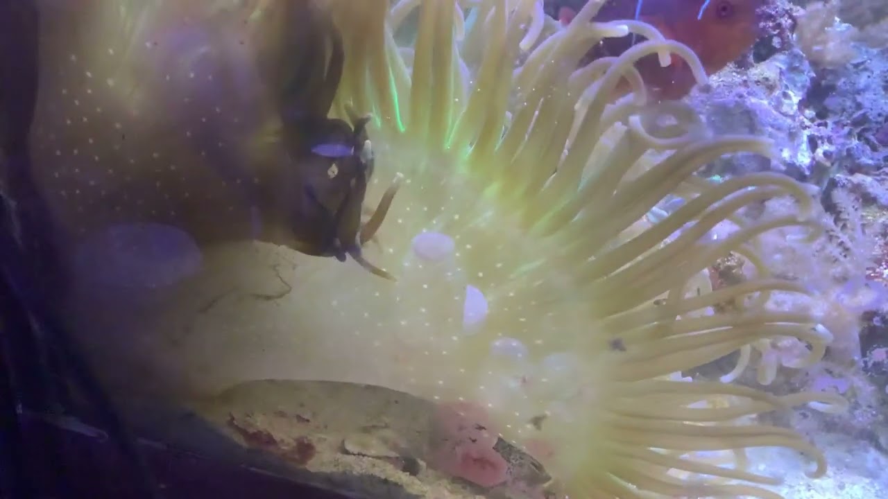 Large long tentacle anemone getting fed. Over 18 inch tall and 12 inches wide