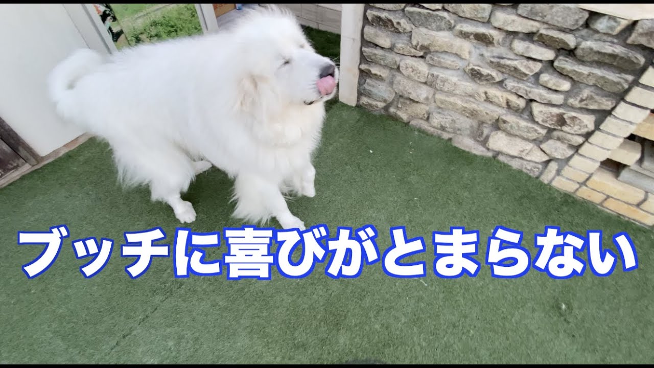 ブッチのおいしさに夢中　グレートピレニーズ　ＭＩＸ犬