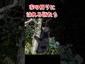 家の周りに訪れる獣たち:2026年3月