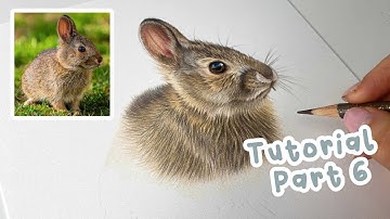 How to Draw a Realistic Bunny Rabbit | Bunny Rabbit Coloured Pencil Tutorial Part 6