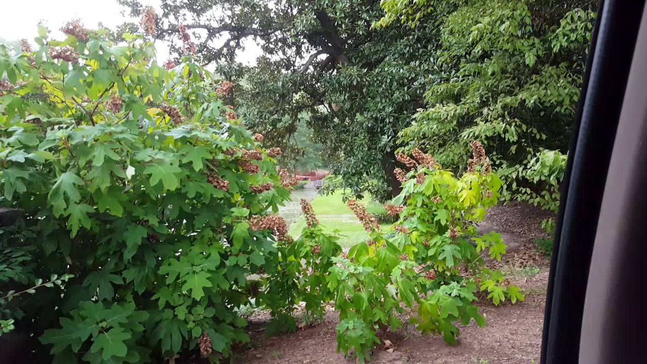 removal of fallopian tube Hornets nest delayed thunderstorm