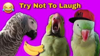 Mummy 20 Rupaye de Do..😂 Cute and Funny Parrot..😍 Try not to laugh..😁 #Funny #Pets #ParroTube