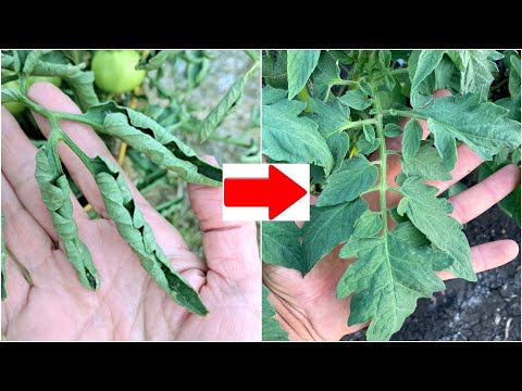 Скручивание листьев томата. Причины и решения проблемы.