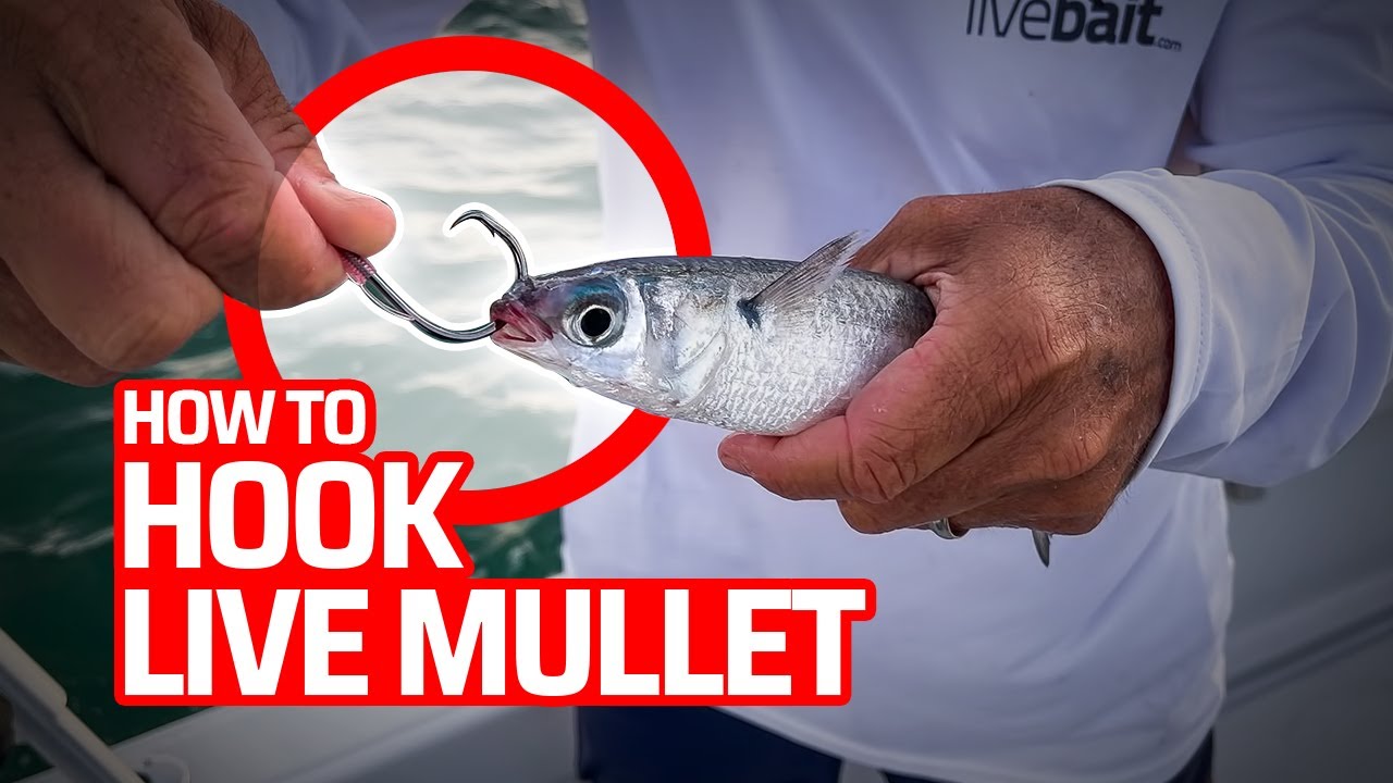 How To Hook Live Mullet to Catch Big Fish 