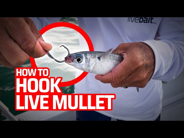 How To Hook Live Mullet to Catch Big Fish 