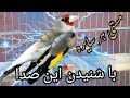 برای مستی سایره پیت پیتک