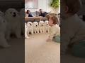 【癒し】赤ちゃん指揮者によるサモエド合唱団が可愛すぎた😍👶🐶 [So Cute] Baby Conductor Leads a Samoyed Choir