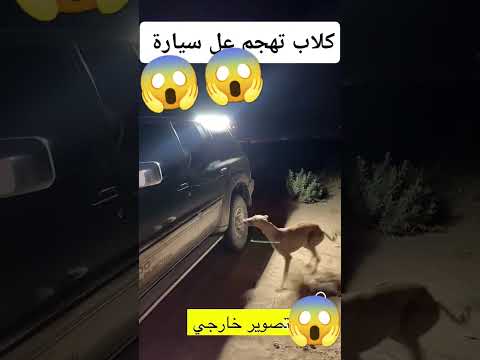 خ طير جدا لا تترك السيارة مفتوحة كلاب ض الة ته جم على سيارة انظر ماذا حدث