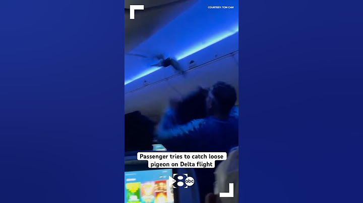 Passenger tries to catch loose pigeon on Delta flight
