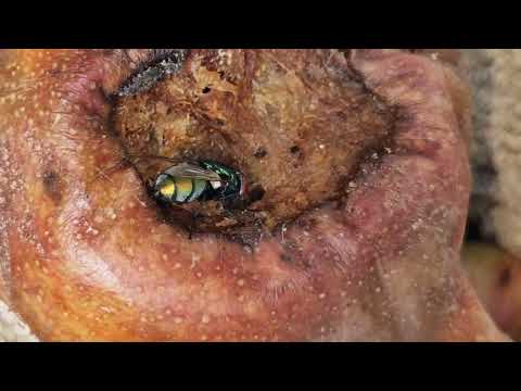 fly eats a bad pear