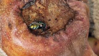  fly eats a bad pear 