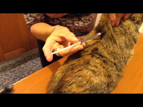 Video: Come Fare Un'iniezione A Un Gatto O Un Gatto (anche Al Garrese, Coscia, Gamba): Iniezione Intramuscolare, Sottocutanea E Flebo Endovenoso A Casa