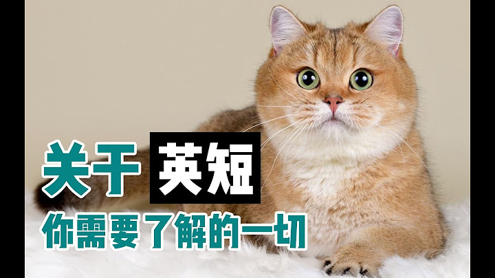 土肥圆担当英国短毛猫：别想让我减肥！ - 天天要闻