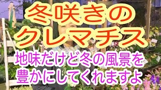 2021/12/7  注目！ 冬咲きのクレマチス。お花が少なくて寂しくなる冬のガーデニングを豊かにしてくれますよ。