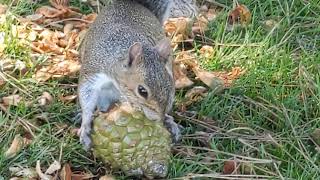 Brave Hungry Squirrel Eats a Pine Cone